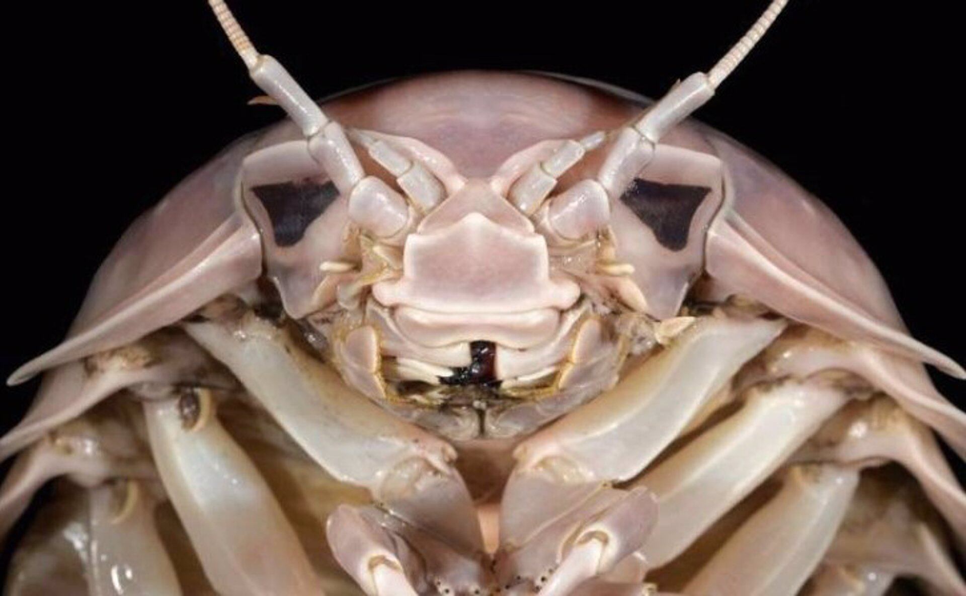 El nombre de esta especie de insecto está inspirado en Darth Vader.