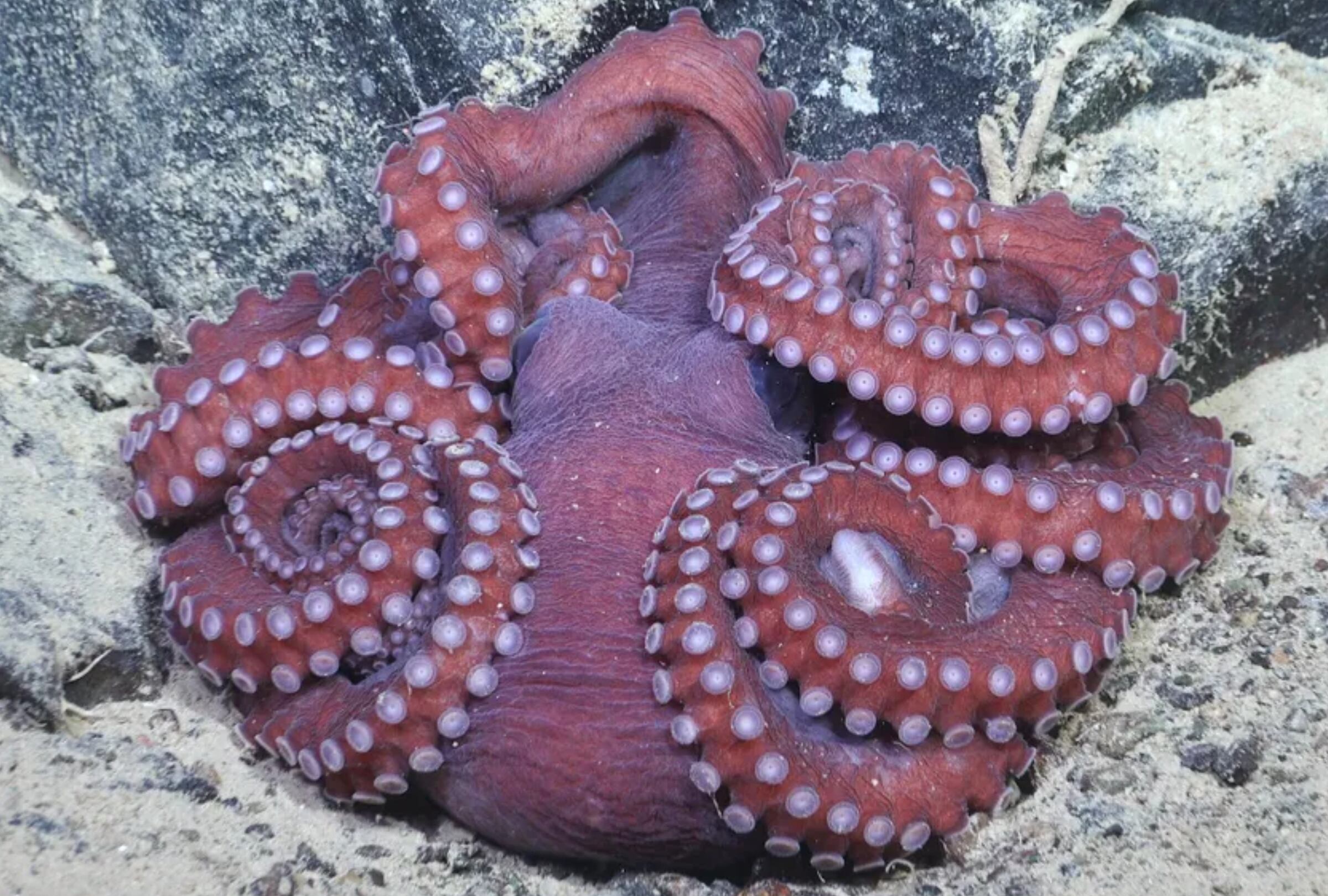 Un pulpo descansa en el fondo marino a 1.150 metros de profundidad en el mar de Bellingshausen, frente a la Antártida, en una zona donde el borde de la plataforma y el talud están tallados por varios canales submarinos.
(Foto: ROV SuBastian / Schmidt Ocean Institute)