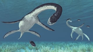 Plesiosaurio del Morro Solar | Los fósiles del reptil marino de 135 millones de años ya están en exhibición  