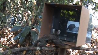 Pequeños monos aprenden viendo un video tutorial [VIDEO]