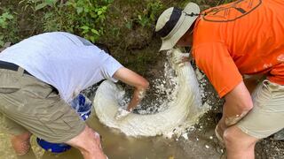 Se topó con un colmillo gigantesco en un arroyo: resultó ser un hallazgo sin precedentes