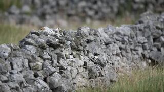 Pon a prueba tu vista de lince: Detecta al búho camuflado en la pirca en un tiempo récord