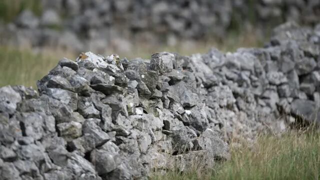 Pon a prueba tu vista de lince: Detecta al búho camuflado en la pirca en un tiempo récord