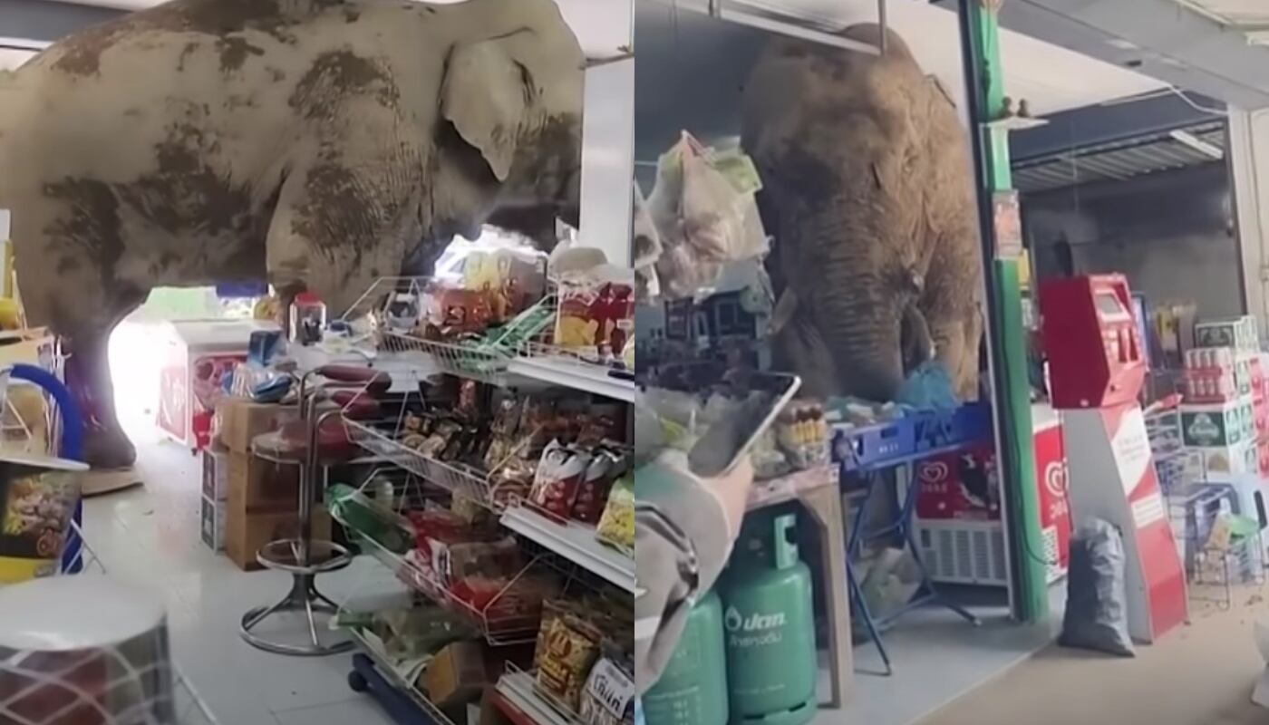 El preciso instante en que un elefante ingresa a una tienda en Tailandia para buscar comida: qué pasó. (Foto: composición GEC)