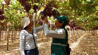 Uvas frescas del Perú ahora podrán ser exportadas a Argentina tras acuerdo