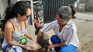 Mascotas damnificadas de explosión en Villa El Salvador reciben apoyo
