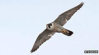 El genoma del halcón muestra cómo evolucionó hasta ser el rey de los cielos