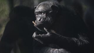 Nueva vacuna oral contra el ébola es eficaz en chimpancés