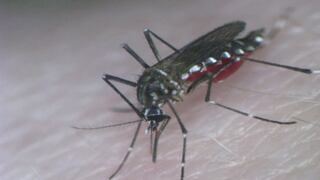Mosquitos criados en laboratorios frenarán expansión del dengue