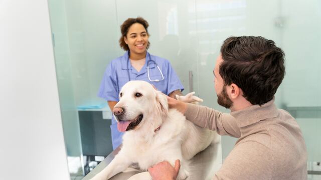 Terapias energéticas para perros: explorando el potencial de la sanación holística en mascotas