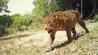 Las millonarias cifras del tráfico de jaguares en Asia
