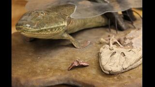 El animal que marcó la transición entre peces y seres con patas