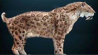Descubren huellas fosilizadas de un tigre dientes de sable en Argentina