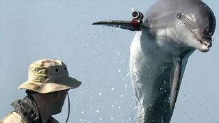 Hamas anuncia que capturó a un delfín que espiaba para Israel