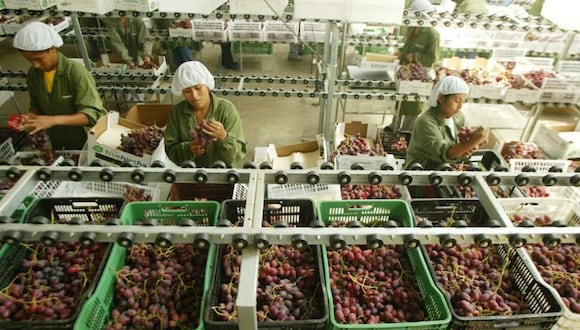 Según ADEX, las agroexportaciones peruanas mostraron crecimiento de 8,7% en primer trimestre del año 2024 | Foto: Difusión / ADEX