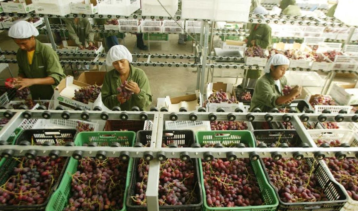 Según ADEX, las agroexportaciones peruanas mostraron crecimiento de 8,7% en primer trimestre del año 2024 | Foto: Difusión / ADEX