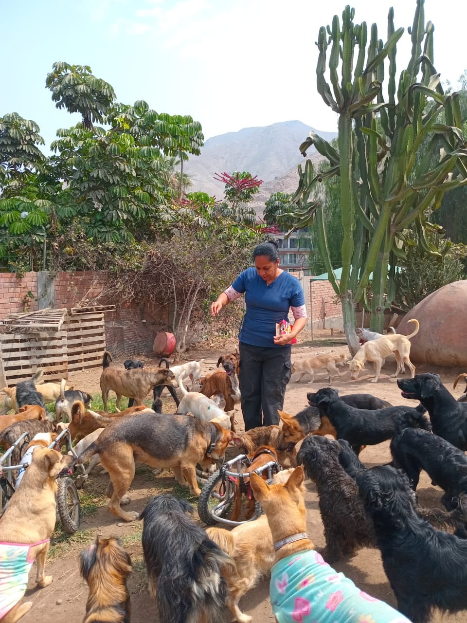En el albergue Wasi wau, uno de los 8 albergues afiliados a WUF, viven aproximadamente más de 100 perros.
