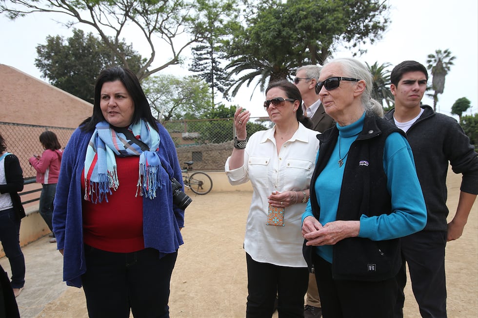 LIMA, 17 DE NOVIEMBRE DE 2013
CIENTIFICA INGLESA JANE GOODALL VISITA EL PARQUE DE LAS LEYENDAS. GOODALL ES ESPECIALISTA EN CHIMPANCES Y TEMAS DE CONSERVACIÓN. ADEMAS VISITA EL TALLER DE PREPARACIÓN DE ALIMENTOS.
FOTO: LINO CHIPANA / EL COMERCIO