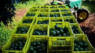 AGAP: Frutas y hortalizas frescas impulsan las agroexportaciones hasta agosto del 2017