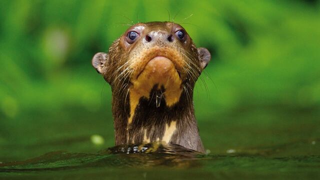 Áreas Naturales Protegidas: conoce más de ellas con estas fotos