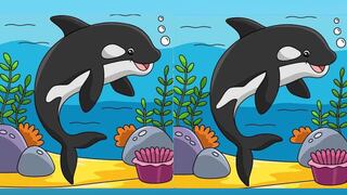 Encuentra las 3 diferencias en la imagen de ballenas en solo 19 segundos