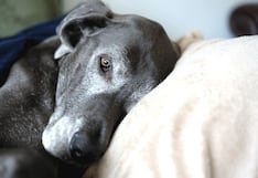 Eutanasia: ¿Cómo prepararte para decirle adiós a tu mascota?