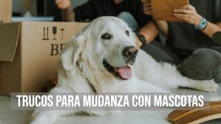 Trucos infalibles para que tus mascotas superen una mudanza sin estrés