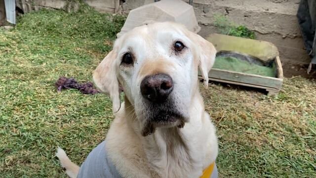 Pijamada WUF: el programa que te permite darle un hogar temporal a un perro mayor