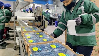 Boom agroexportador: 1.5 millones de nuevos empleos transformarían el mercado laboral en el Perú