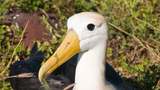 Científicos alientan repoblación de albatros en Galápagos