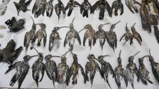 Aves en sal: detectan nueva modalidad de tráfico de fauna silvestre