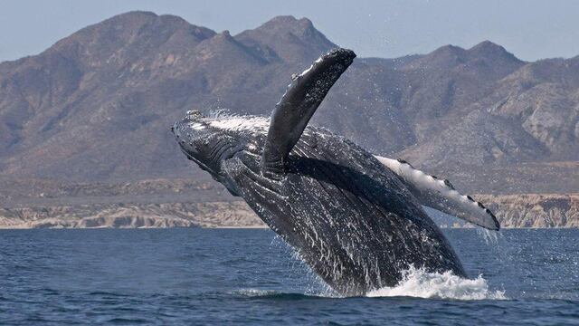 Avistamiento de ballenas en costas de Lima y Callao: ¿a qué se debe y qué precauciones tomar?