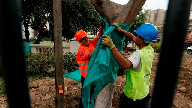 Congreso de la República: árboles rescatados