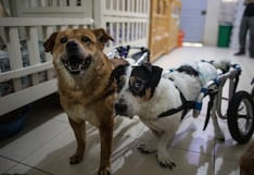 ¿Qué deber tener en cuenta antes de adoptar una mascota este 2025?