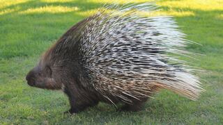 El dramático rescate de un perro que fue atacado por un puercoespín
