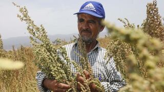Peruano desarrollará nuevas variedades de quinua en el país