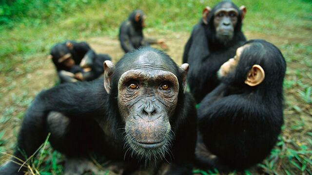 Chimpancés escuchan música de piano y marcan el ritmo con palmas y pies 