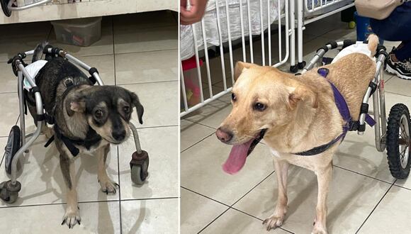 Los "Wufs sobre ruedas" son 16 perritos discapacitados que presentan daños en la médula, problemas neurológicos y quebraduras que no les permiten caminar con normalidad. Hoy es posible ayudarlos a través de Club WUF.