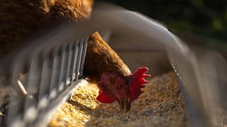 Gripe aviar H10N3: ¿cómo se transmite a los humanos?