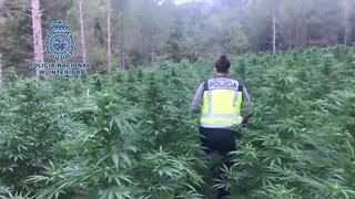 Policía de España desbarata red china que usaba “esclavos” para cultivar marihuana 