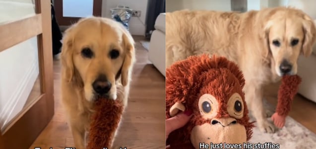 El tierno momento en que un perro pide ayuda a su dueño tras romper su juguete favorito