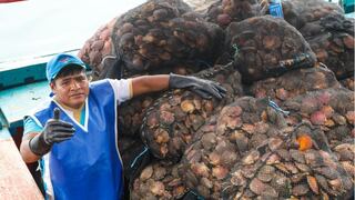 Buzos artesanales de Sechura se recuperan de los impactos del ciclón Yaku