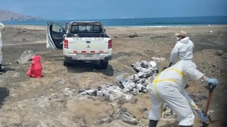 Ancón: recogen aves muertes encontradas en la orilla de distintas playas