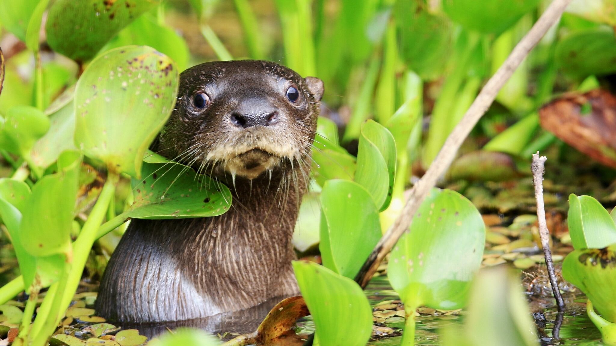 Nutria neotropical (Lontra longicaudis longicaudis) captada en el Pantanal, Brasil. Foto: John Tomsett – Flickr.