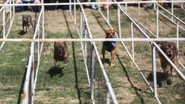 Mira a estos chihuahuas celebrar el Cinco de Mayo en Arizona