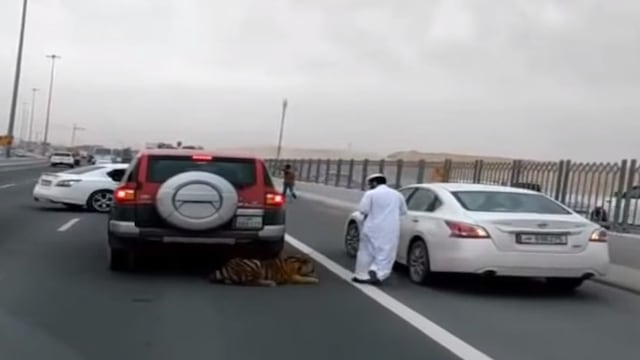 Insólito: Tigre se pasea en autopista de  Qatar [VIDEO]