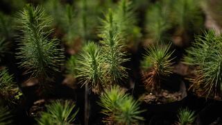 México: La Selva, comunidad que ha hecho del manejo del bosque parte de su historia