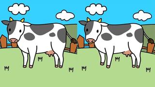Encuentra las 5 diferencias entre estas dos imágenes de vacas pastando