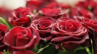 San Valentín: Colombia exportará 500 millones de flores para enamorados de todo el mundo