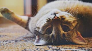 ¿Por qué se celebra el ‘Día Internacional del Gato’ el 20 de febrero?